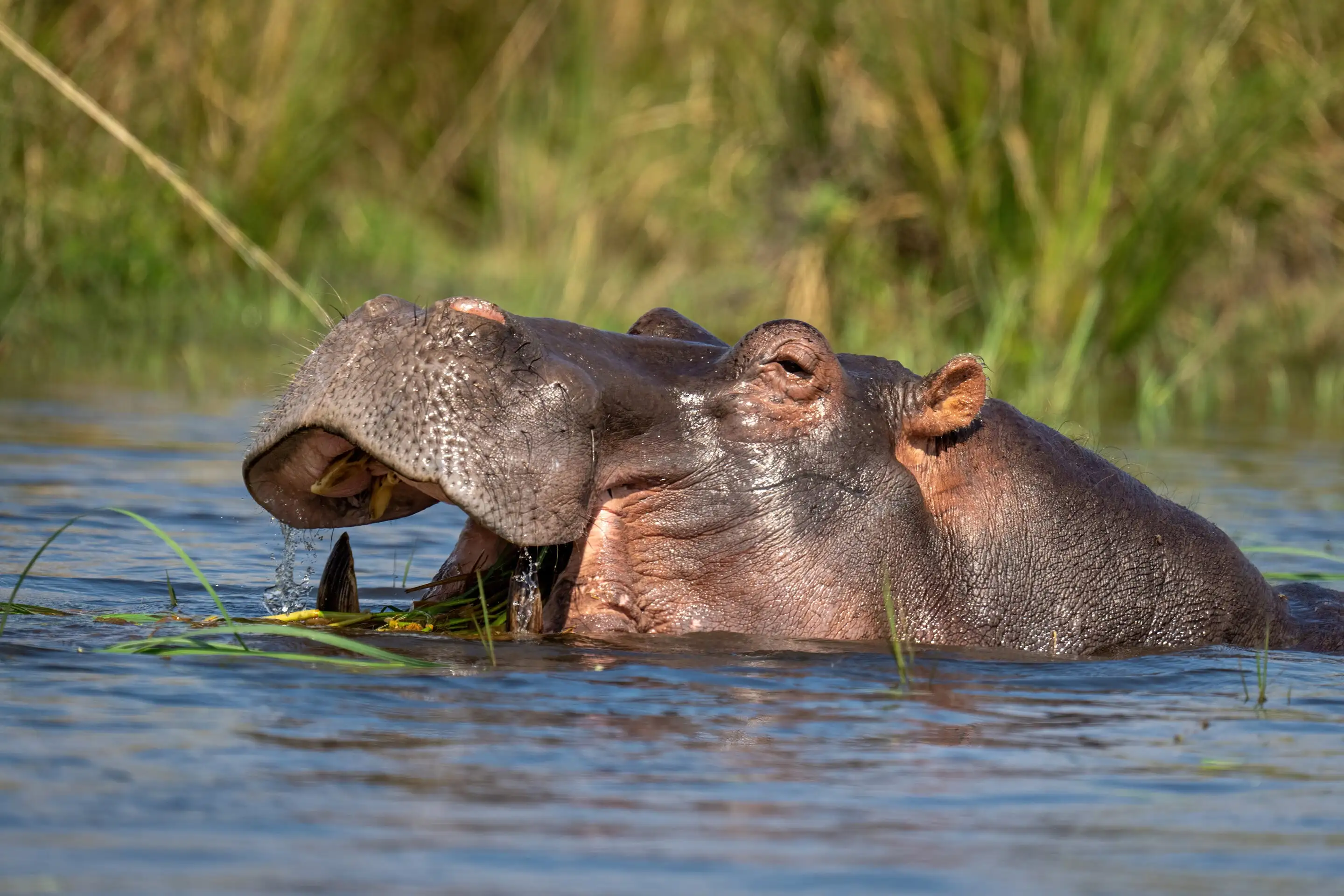Close-up of a hippopotamus in a river with its mouth open, eating grass and partially submerged in water