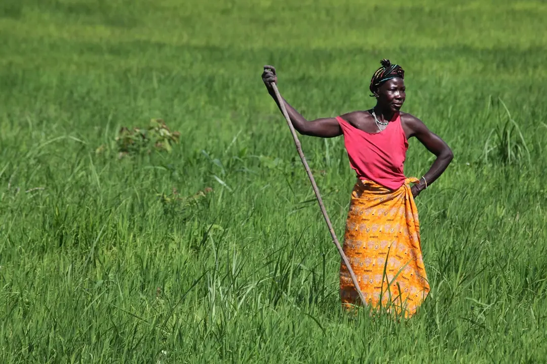 Local lady standing in a lush green field in Sierra Leone, holding a stick, wearing a red top and a bright orange patterned skirt.
