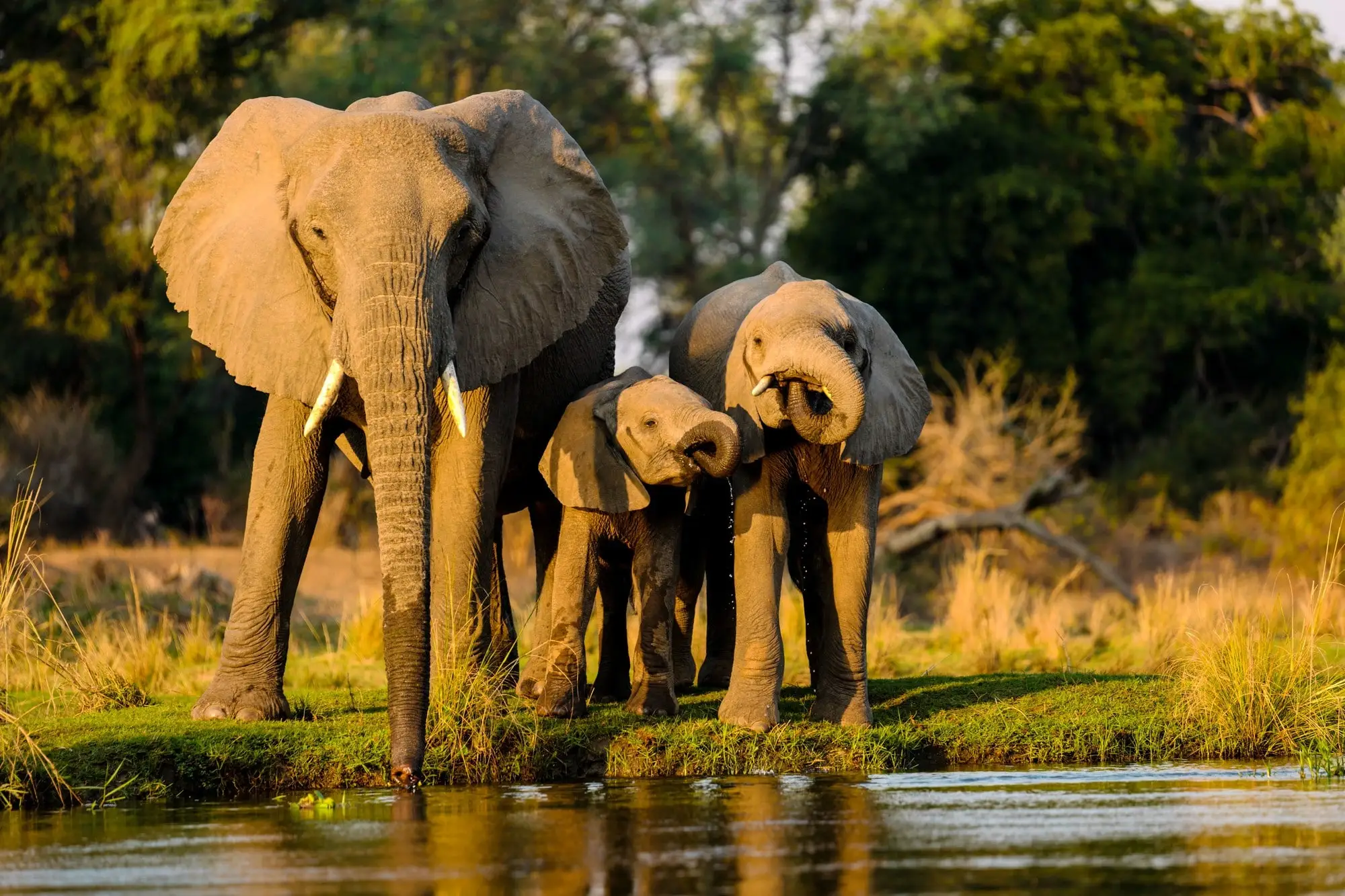 Family of Elephants drinking at a lake in Botswana