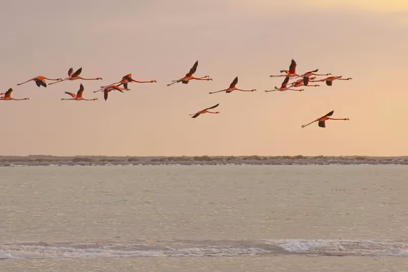 Groupe de flamants roses en plein vol au-dessus de la lagune de Río Lagartos au coucher du soleil.