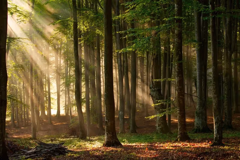Rayons de soleil filtrant à travers une forêt dense du Perche.