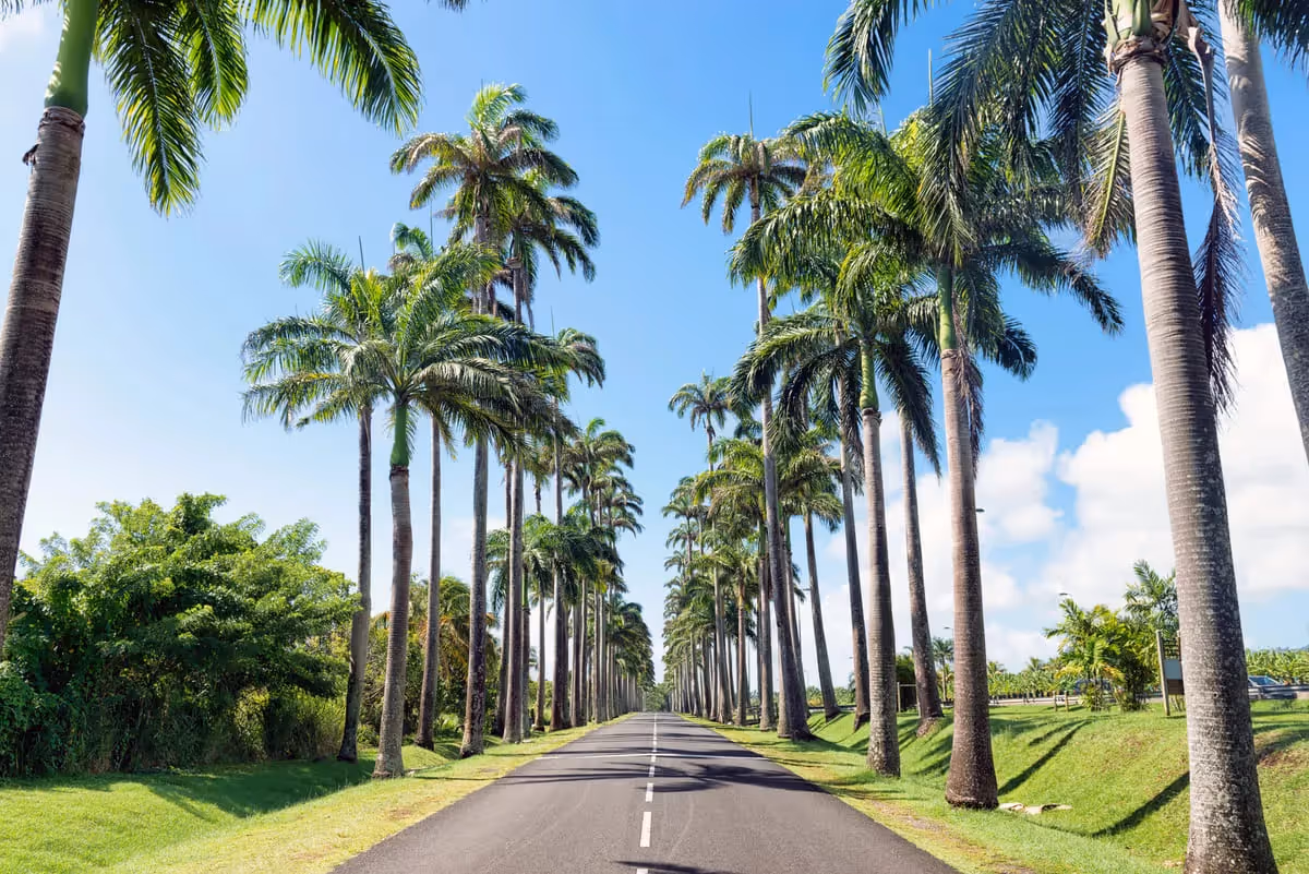 Route bordée de palmiers en Guadeloupe - Road trip sous les tropiques avec allée de cocotiers