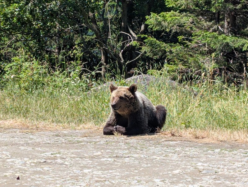 Ours brun allongé au bord de la route sur la Transfăgărașan