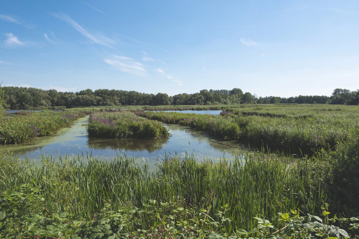 Vue d’un marais naturel à Lokeren, avec végétation dense, roseaux, et ciel bleu dégagé par temps estival.