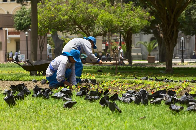 Travailleurs entretenant le parc Kennedy au cœur de Miraflores, Lima.