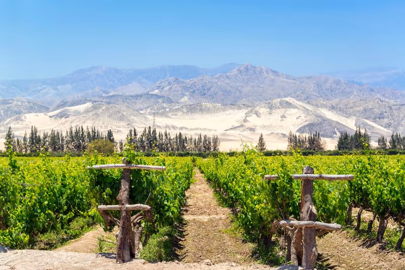 Vignobles verdoyants de Pisco avec les montagnes désertiques en arrière-plan.