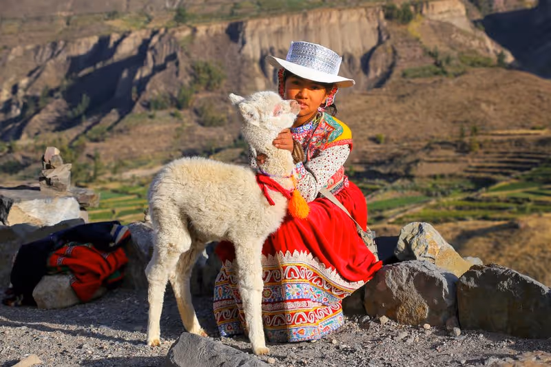 Fillette en habit traditionnel andin tenant un jeune alpaga dans le canyon du Colca, Pérou.
