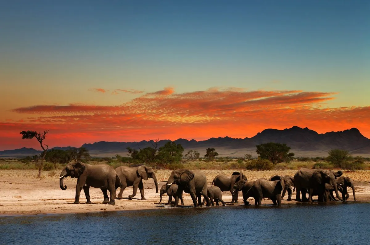 Troupeau d’éléphants s’abreuvant au bord d’un point d’eau en Afrique au coucher du soleil, avec les montagnes à l’horizon.