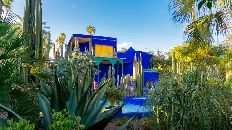 Allée végétale du Jardin Majorelle à Marrakech, avec cactus, plantes exotiques et bâtiment bleu intense.