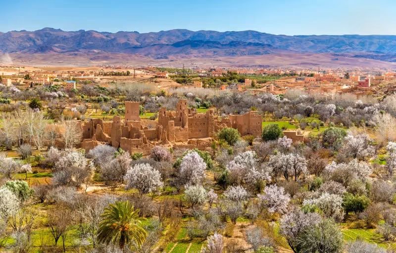 Champs de roses en fleurs et kasbah en pisé dans la Vallée des Roses au Maroc.