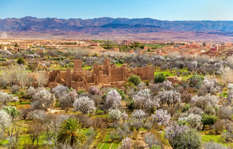 Champs de roses en fleurs et kasbah en pisé dans la Vallée des Roses au Maroc.