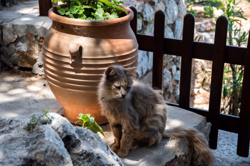 Chat assis dans une ruelle de Kotor près du musée des chats du Monténégro