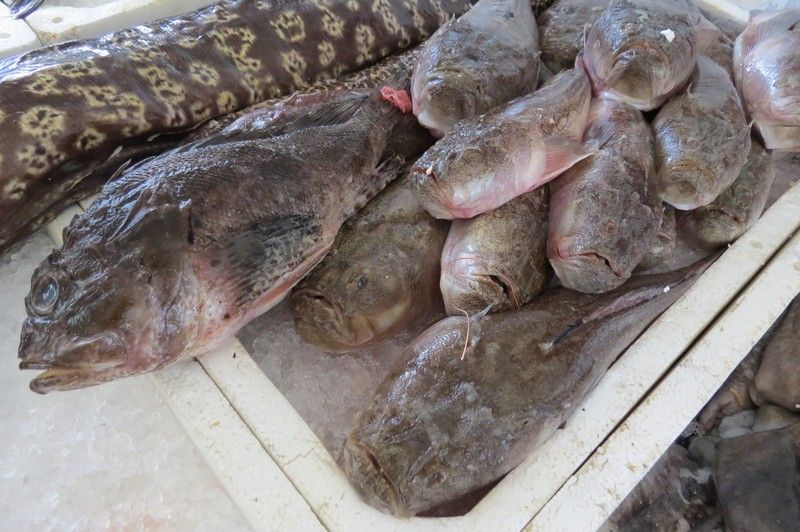 Marché de Bar au Monténégro avec poissons frais exposés sur glace