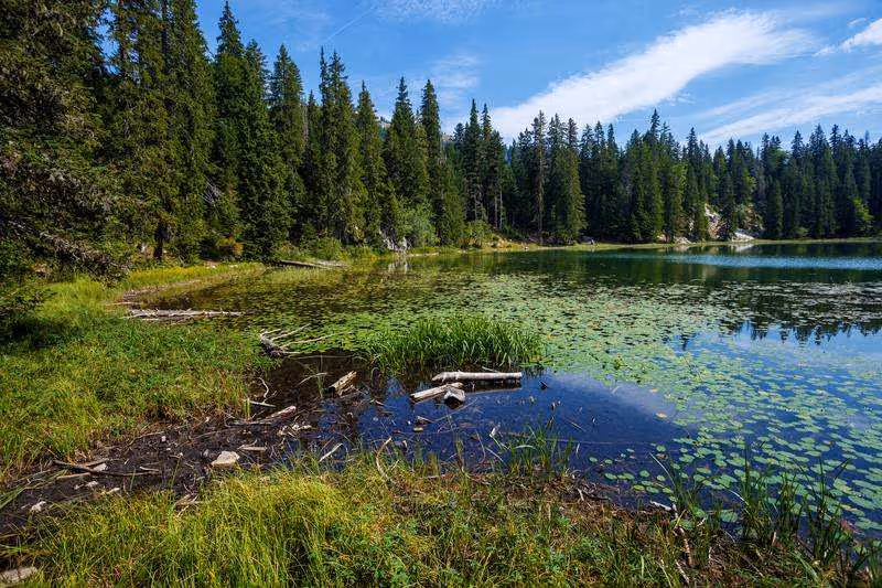 Lac Zminje dans le parc national du Durmitor au Monténégro, entouré de forêts de pins et de nénuphars sur l'eau calme