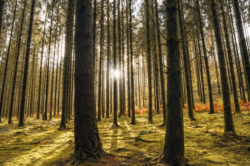Forêt de sapins dans les Vosges avec rayons de soleil traversant les troncs sur un tapis de mousse verte