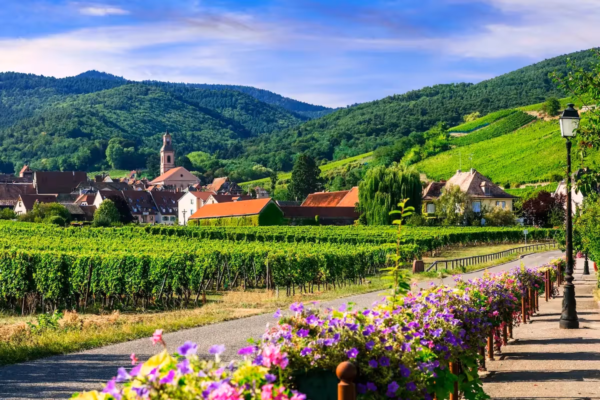 Village alsacien entouré de vignobles verdoyants sur la Route des Vins, avec une église à clocher et des fleurs colorées au premier plan