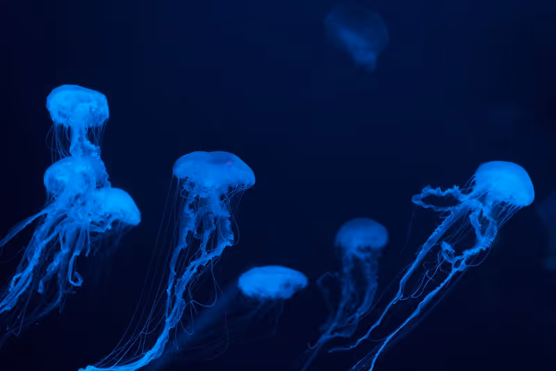 Méduses lumineuses bleues à l'aquarium de Piran en Slové
