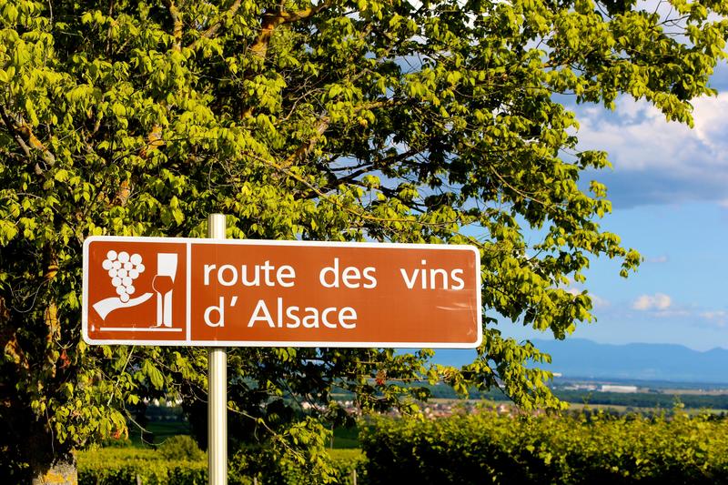 Panneau signalétique rouge de la route des vins d'Alsace au milieu des vignes, entouré d'arbres verdoyants