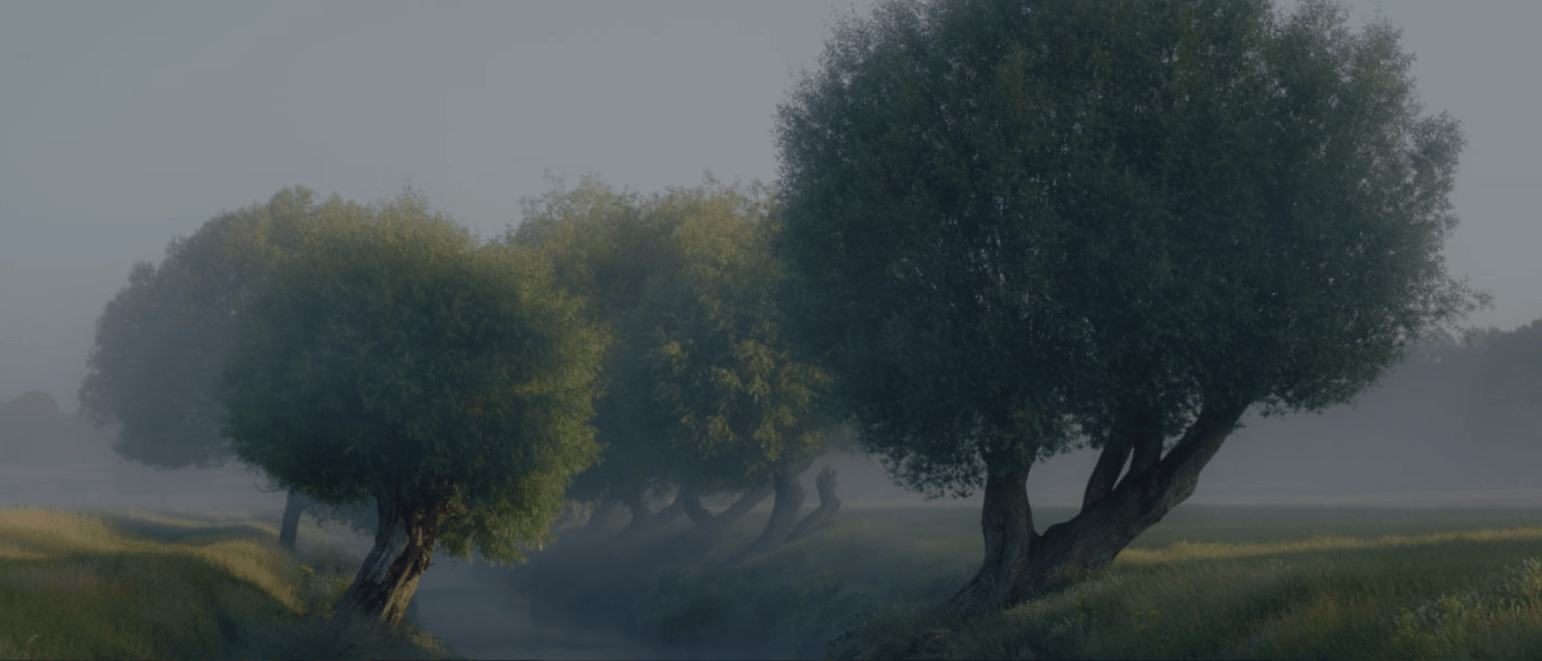 Trees in fog