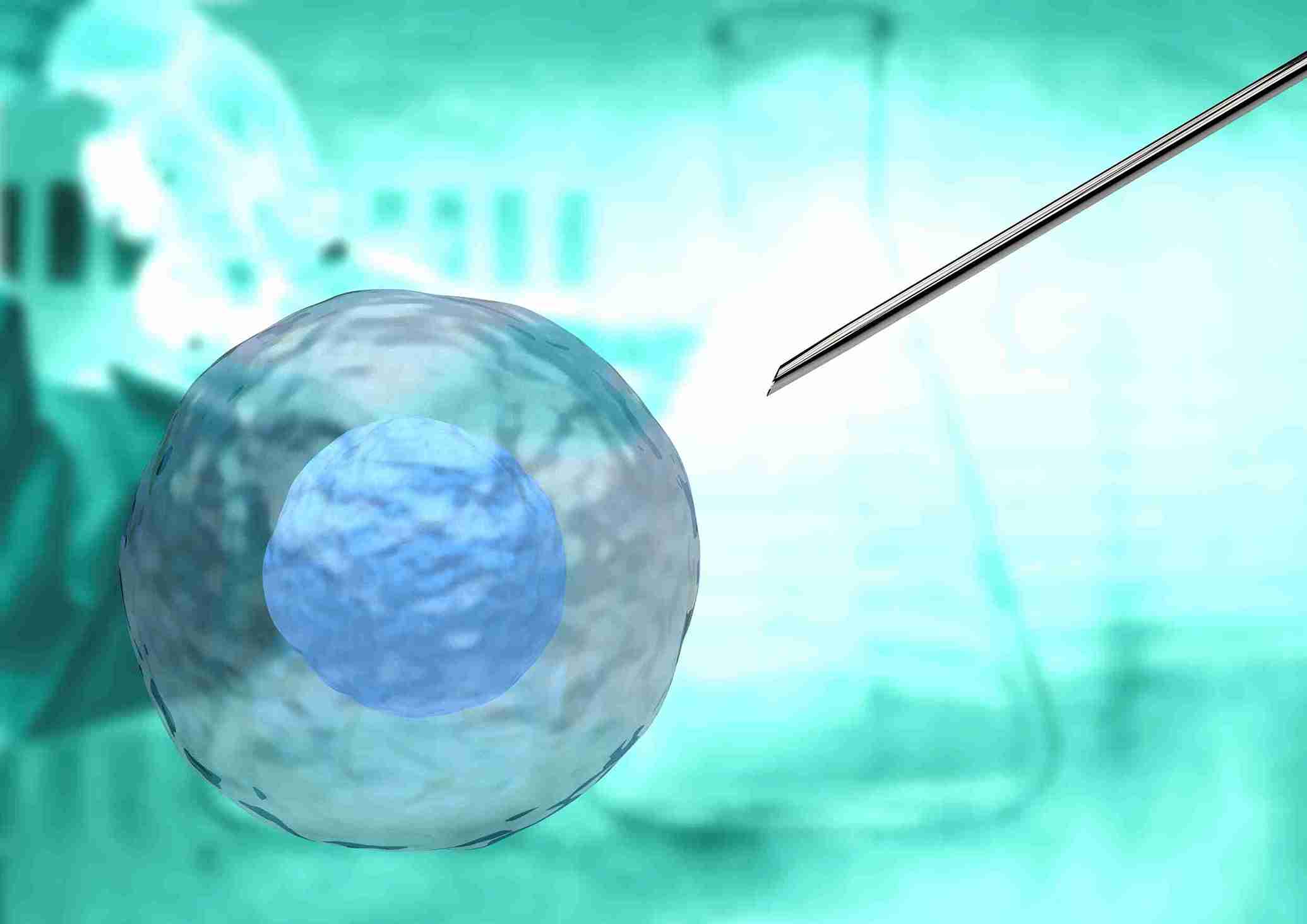 Difference Between Cleavage Stage and Blastocyst Transfer