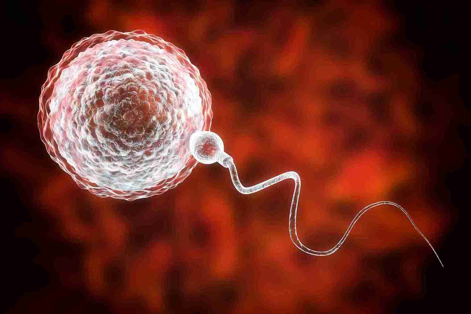 The Genetic Basis of Fertility