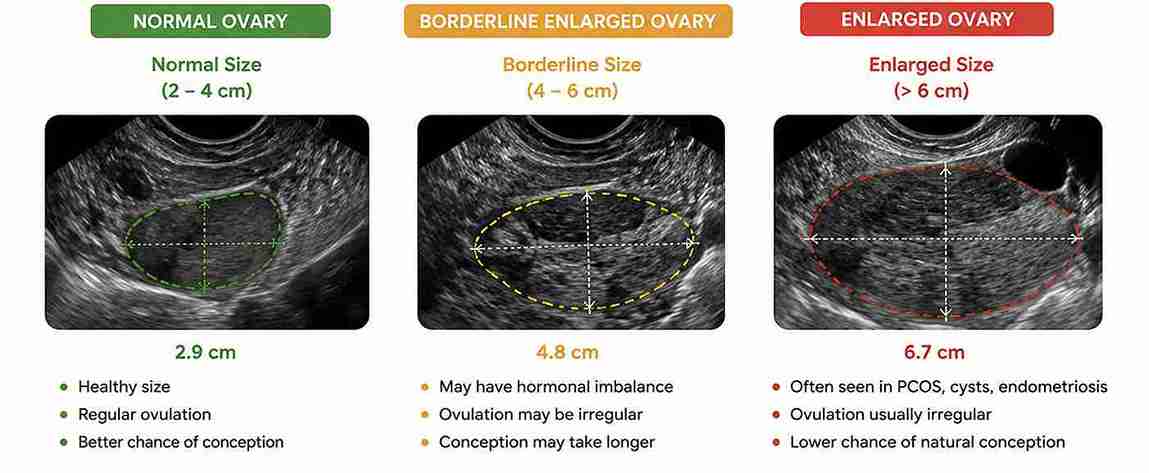 ovulation test kits and your fertile window