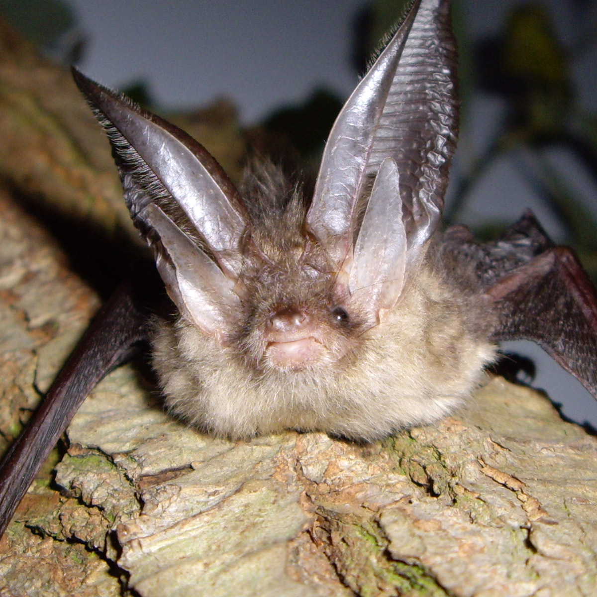 Bat Walk and Talk