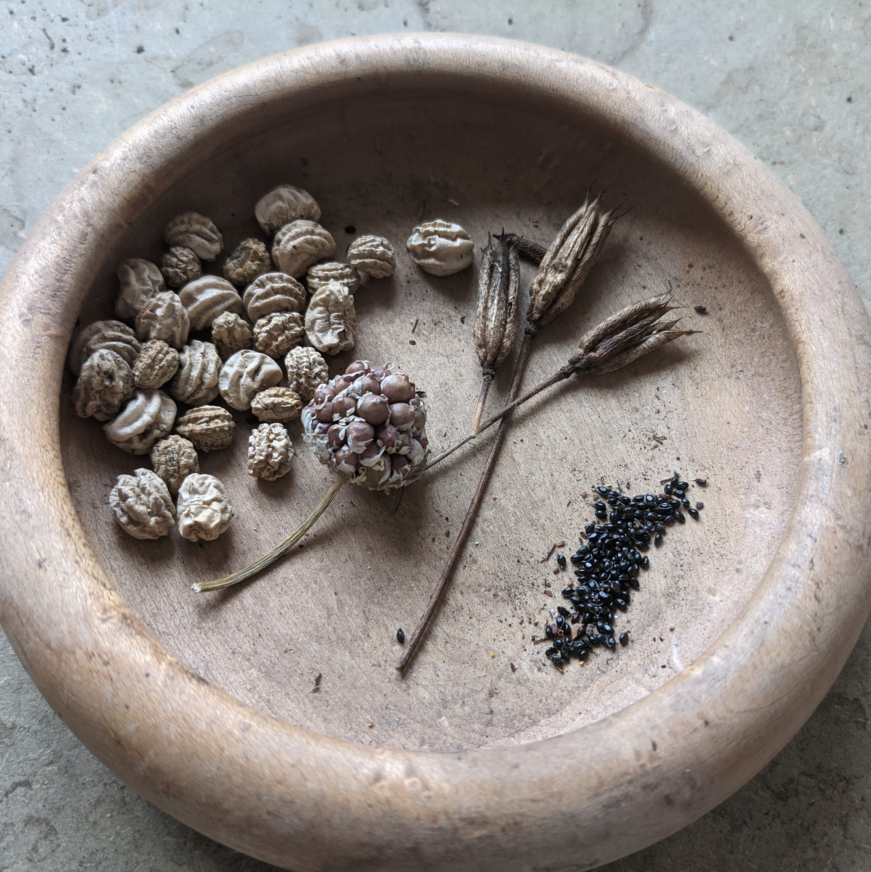 Save Your Own Seeds