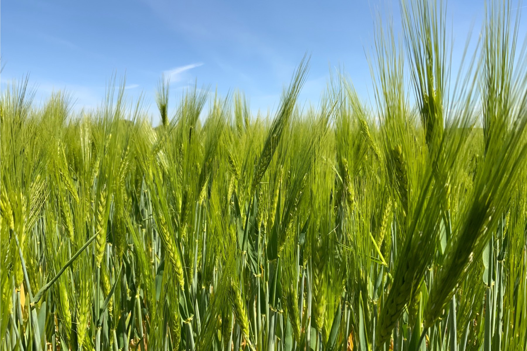 A wheat field with a blue sky