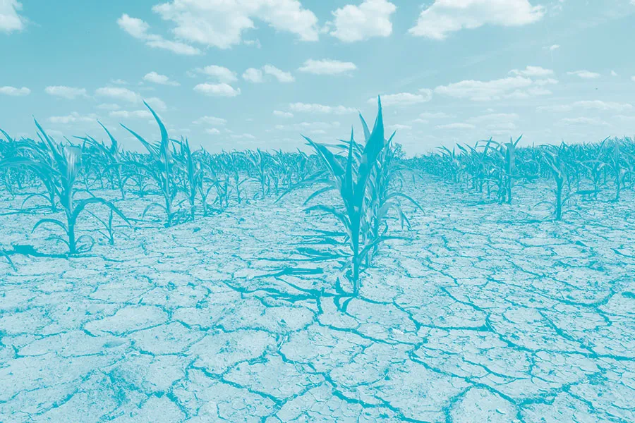 Dried up corn field.