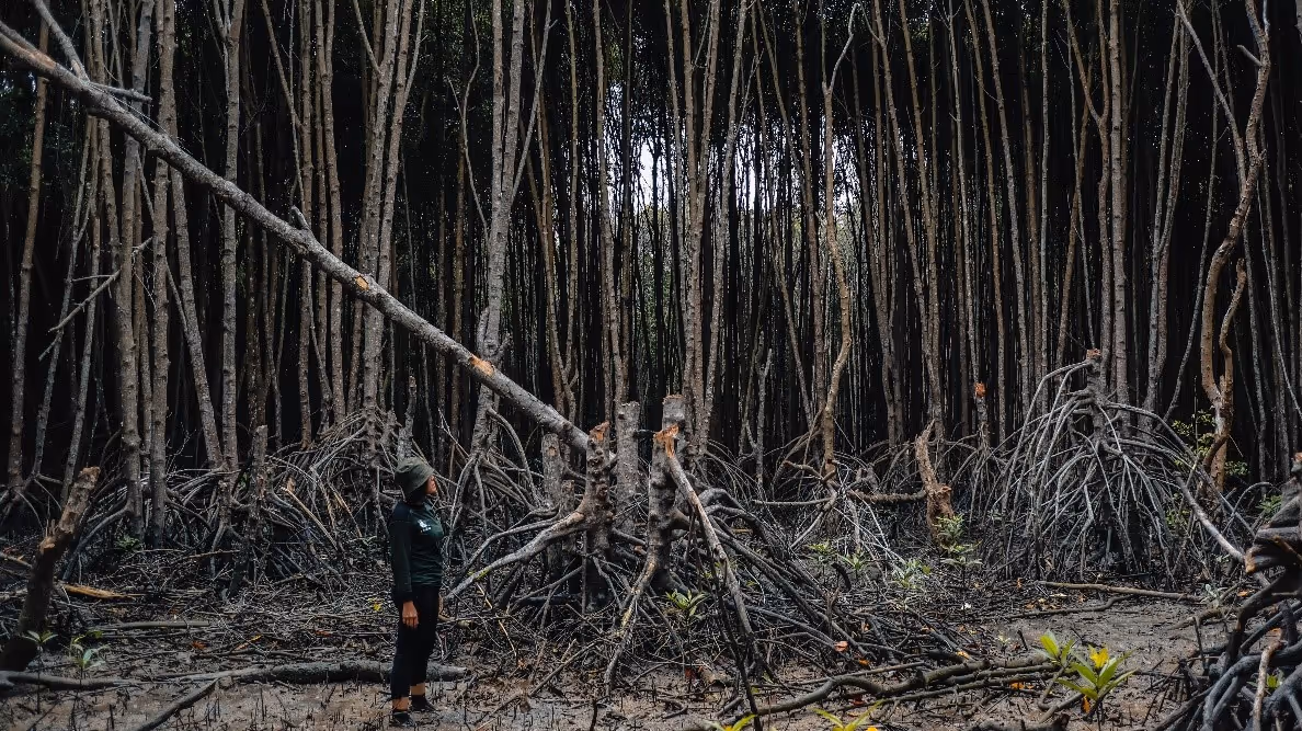 Broken Mangrove – Dhany Darmansyah Saragih, Indonesia