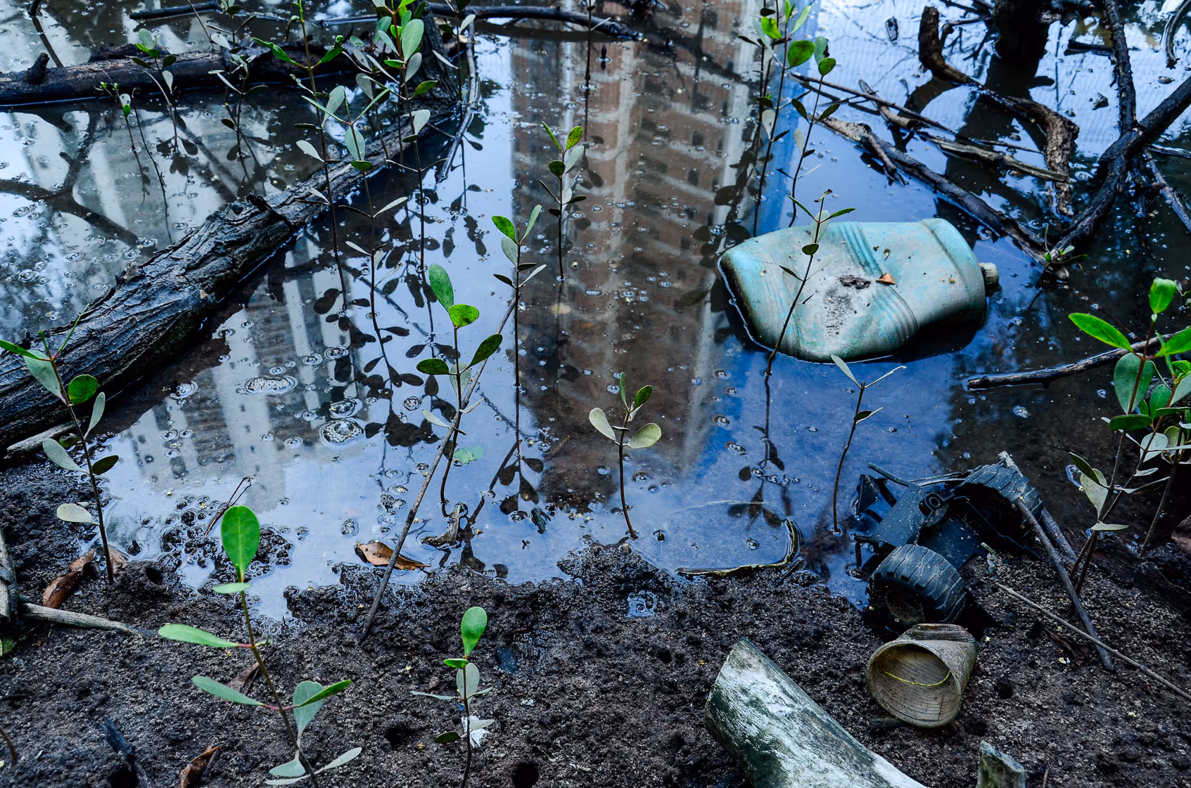 Mangrove Star-trails / Joseph Ricketts / USA