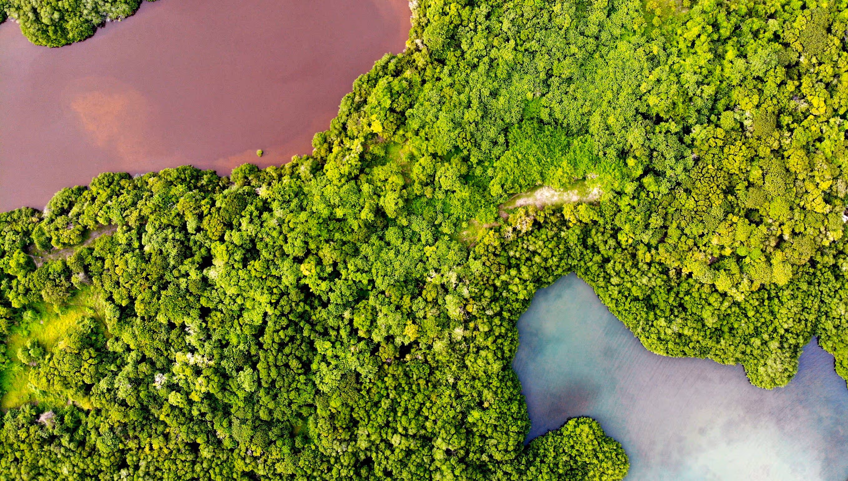 Mangroves from Above - Mariana Rivera, Colombia