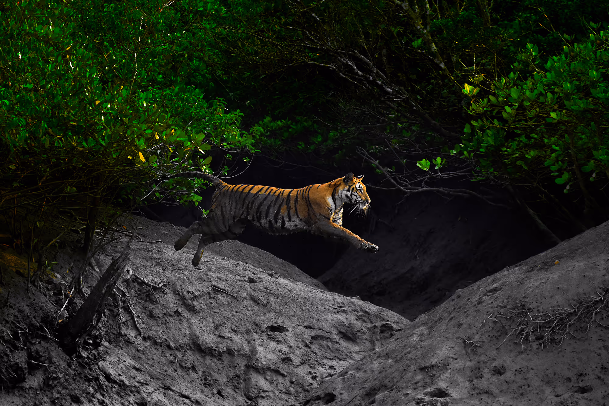 Adaptation of the Bengal Tiger – Arijit Das, India