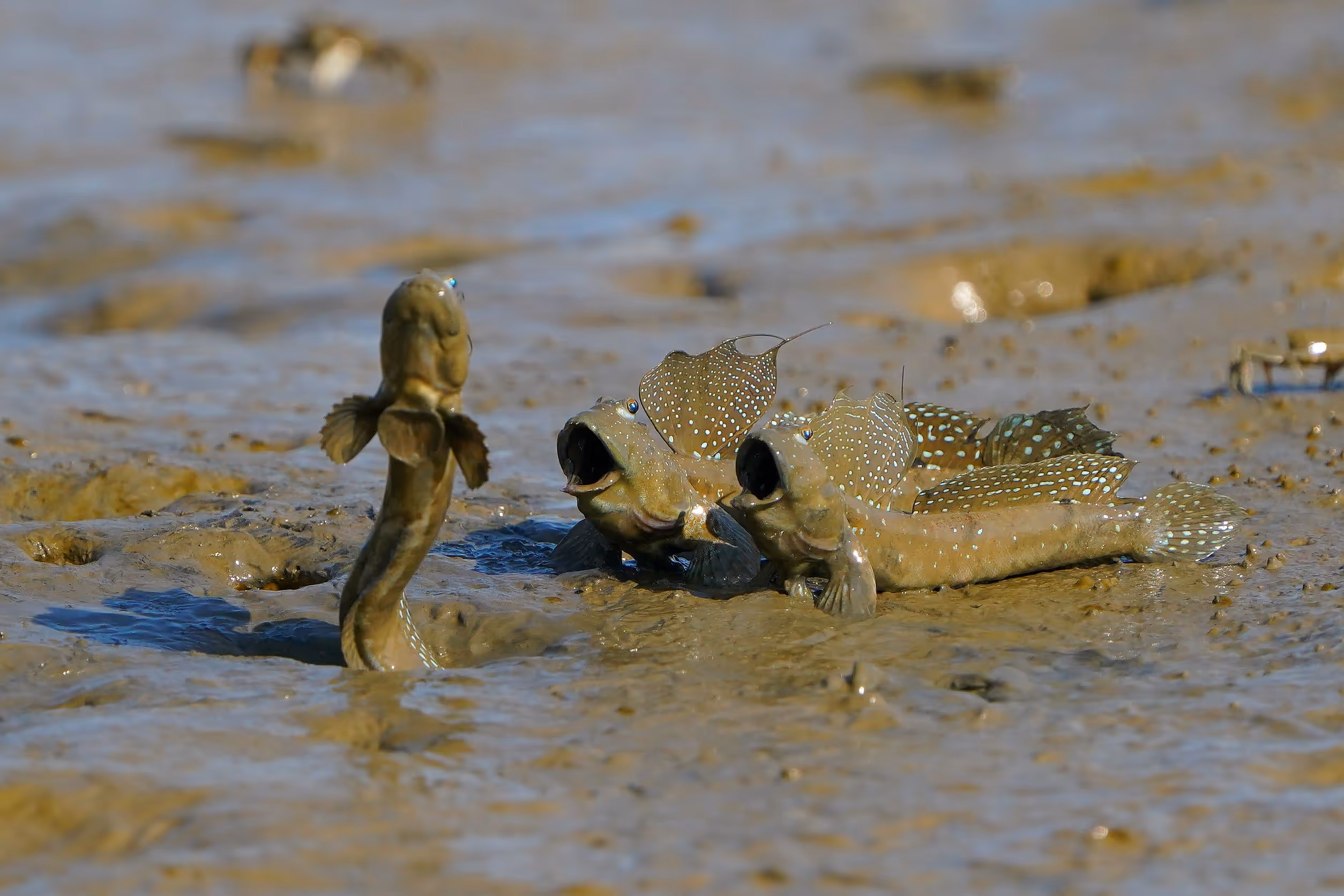 Dancing Mudskipper – Leo Liu, Singapore

