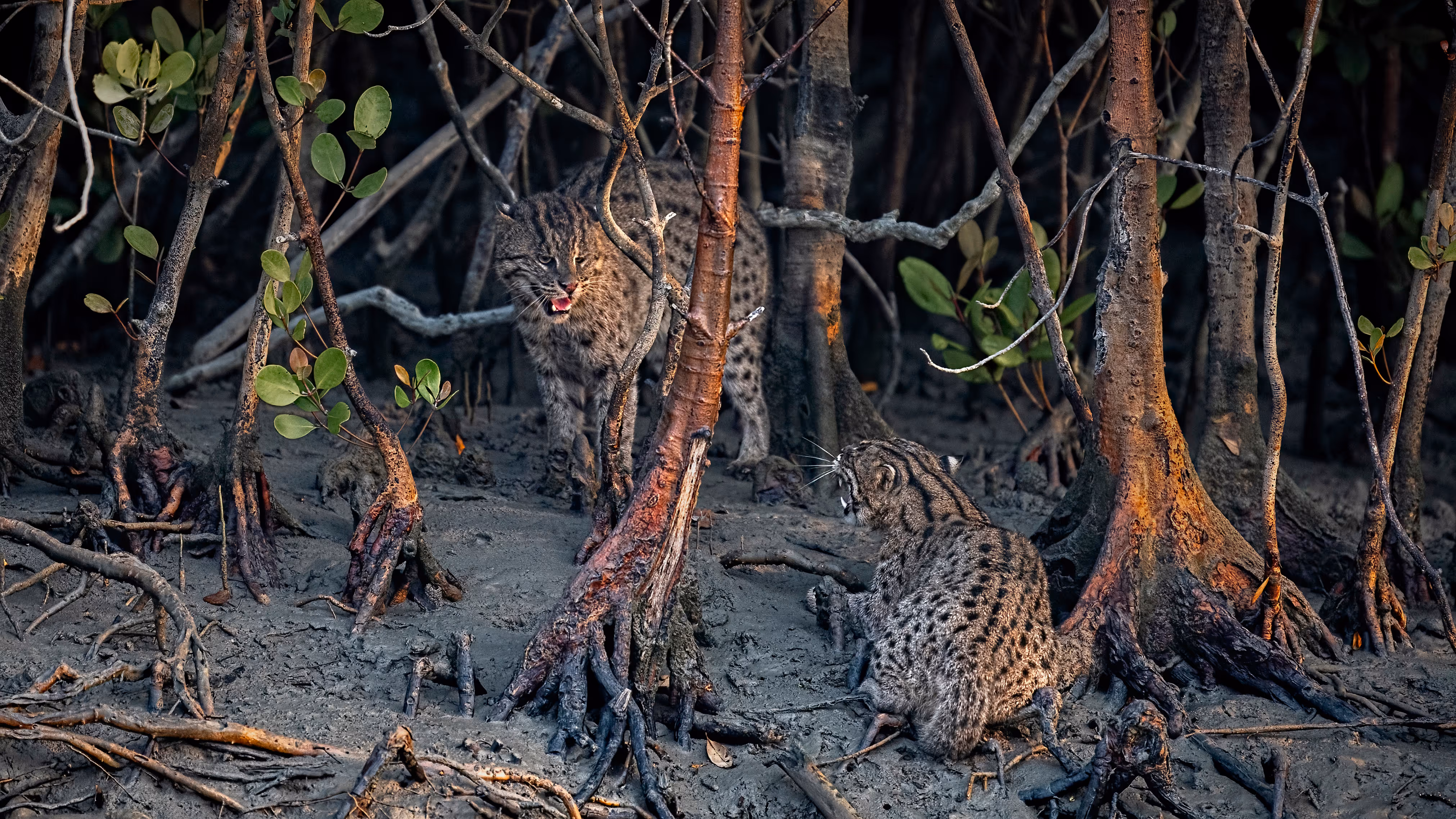 Cat Fight - Arpan Saha, India