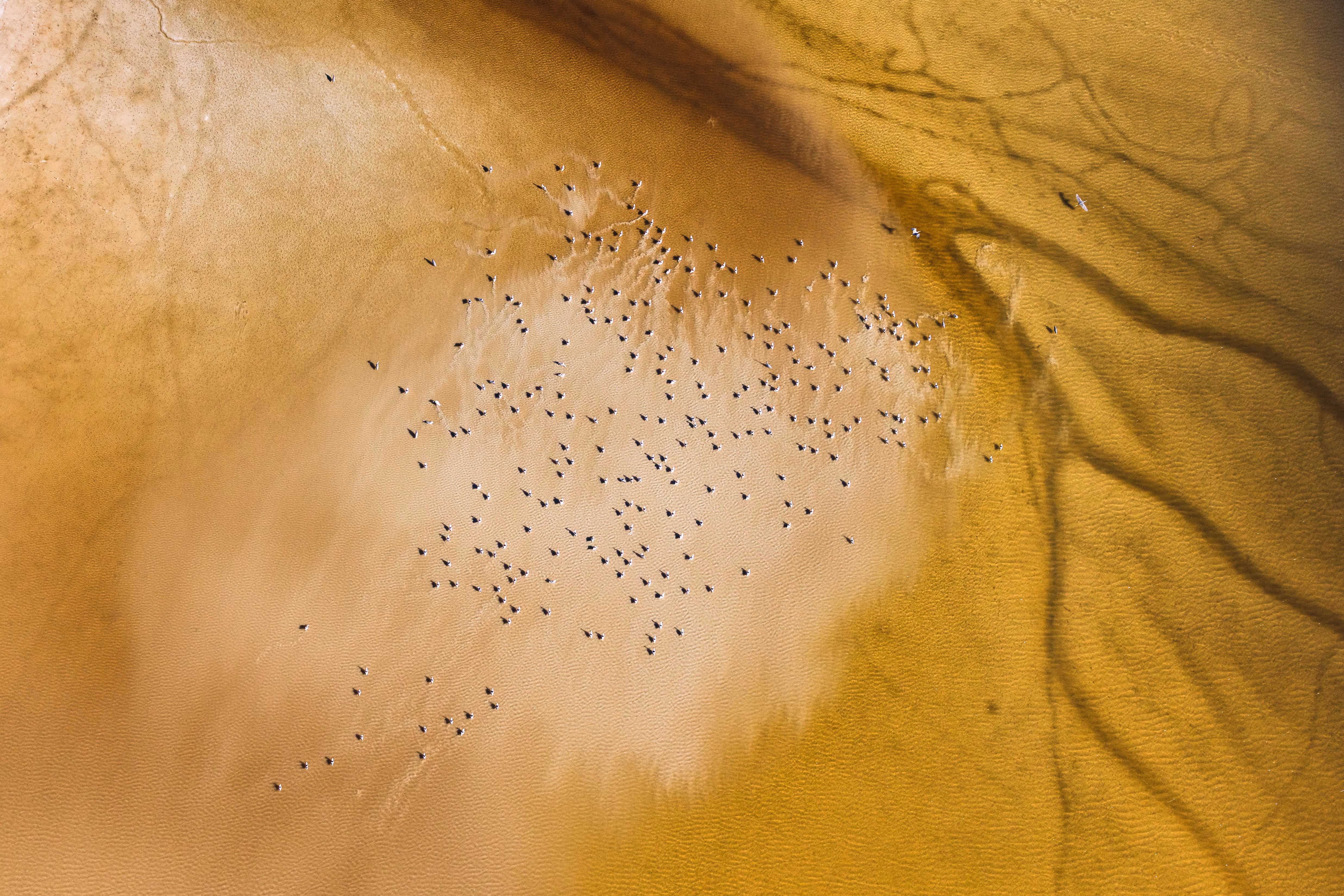 Dendritic outflows and shorebirds along the mangrove fringes of the Everglades - Mark Ian Cook, USA