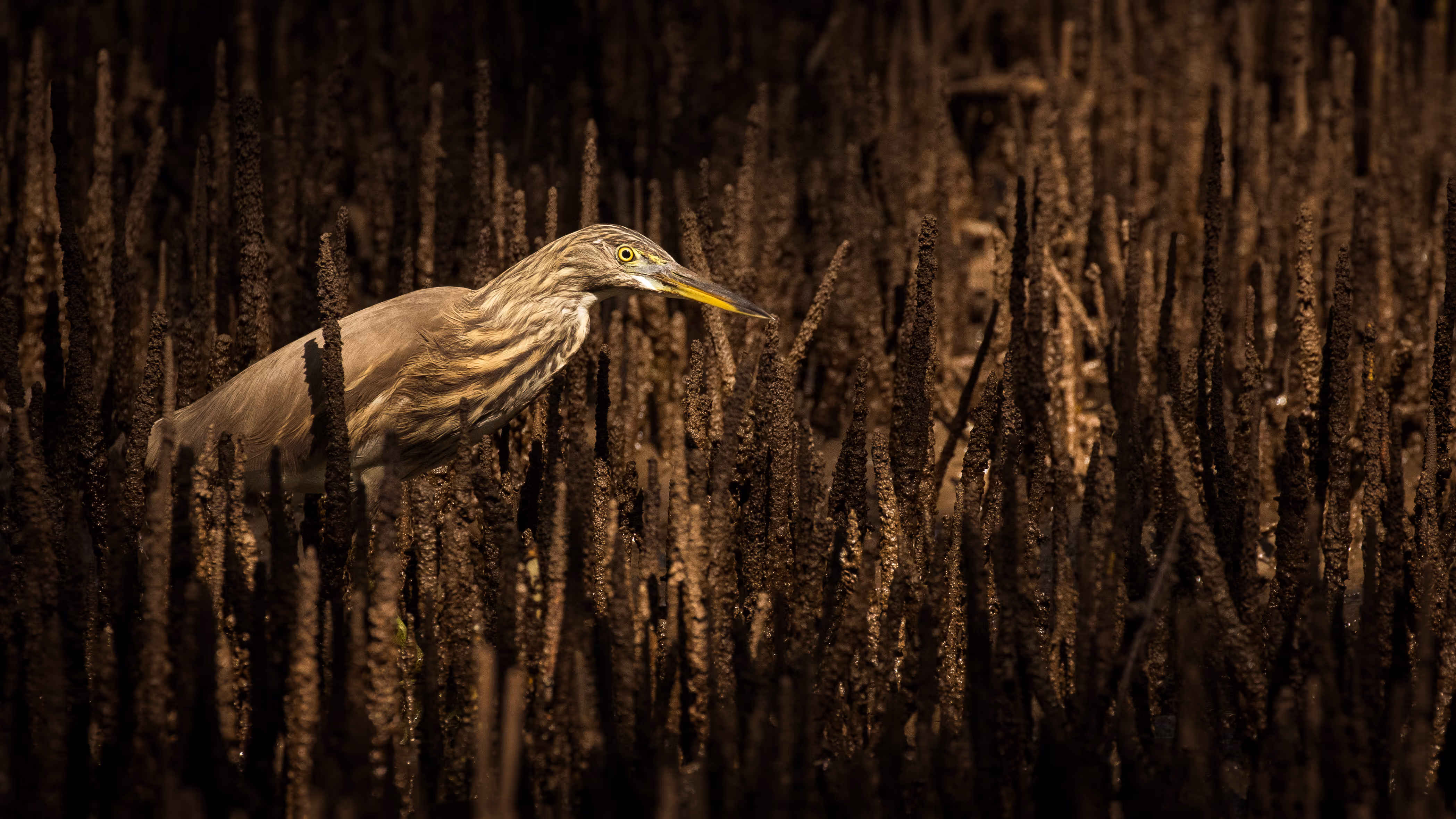 Mangrove Hunter - Samuel Bloch, India