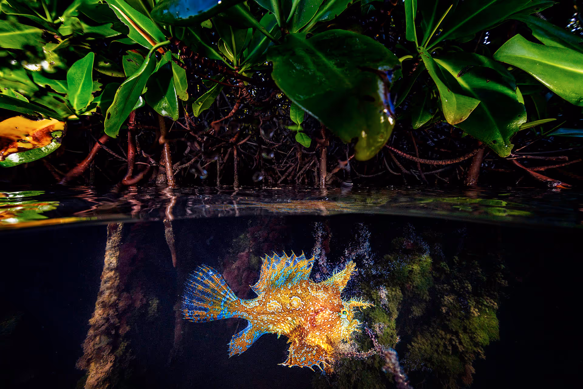 A Rare and Occasional Encounter – Lorenzo Mittiga, Netherlands Antilles
