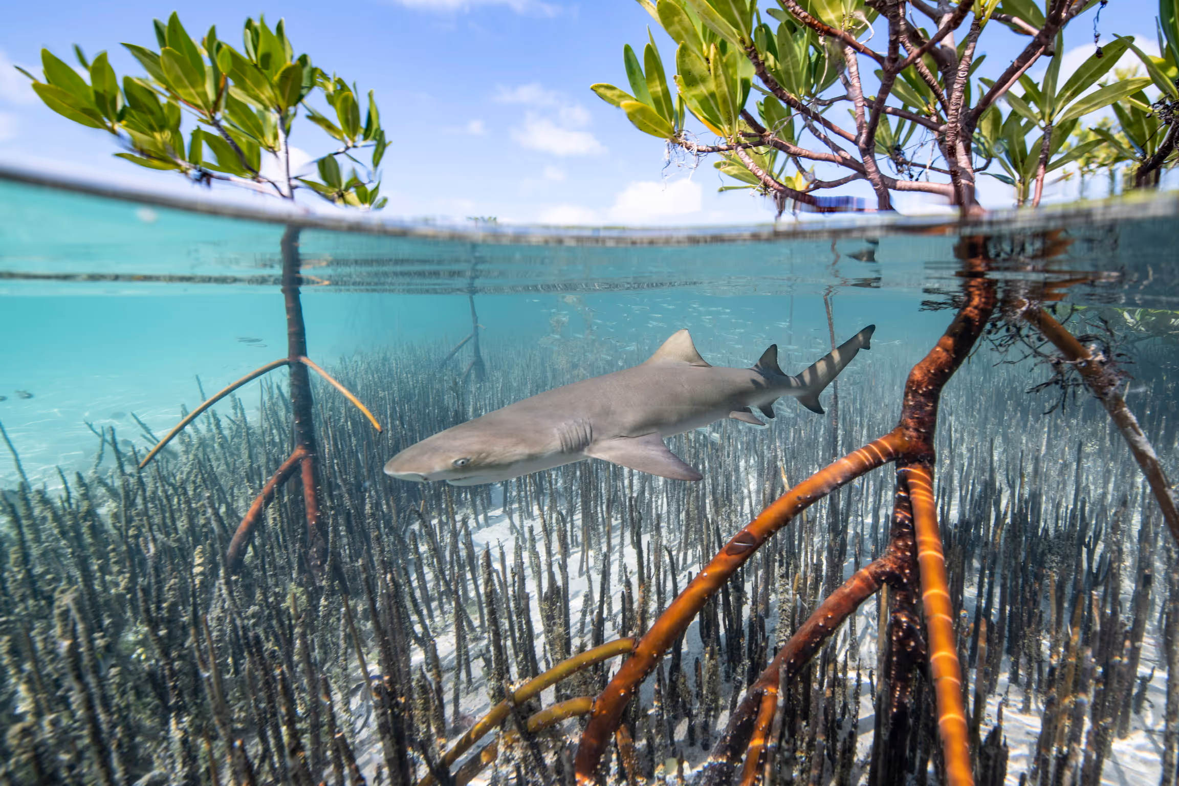 Mangroves - Lemon Aid - Deano Cook, Bahamas
