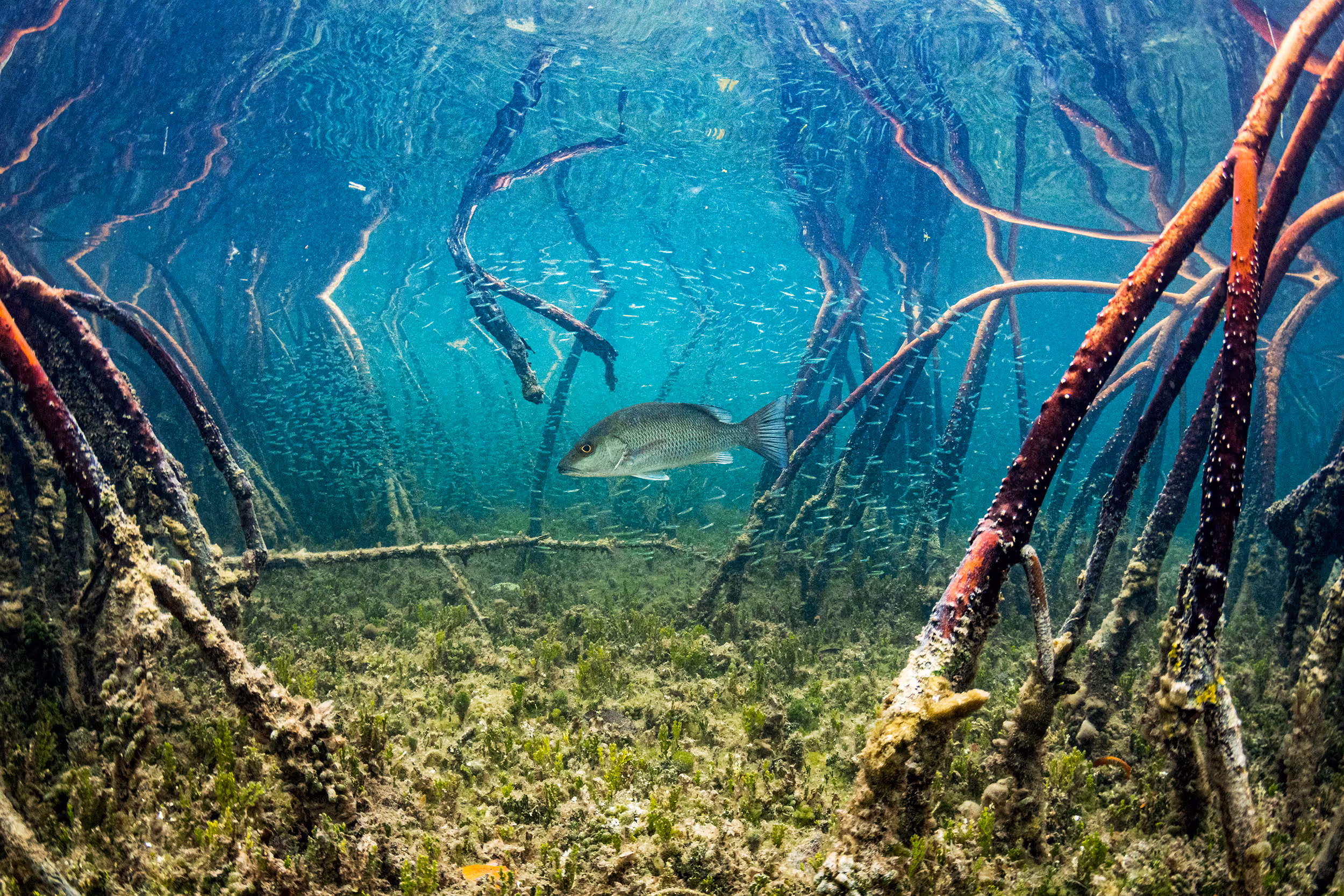 Drama in the Shallows - Shane Gross, Bahamas
