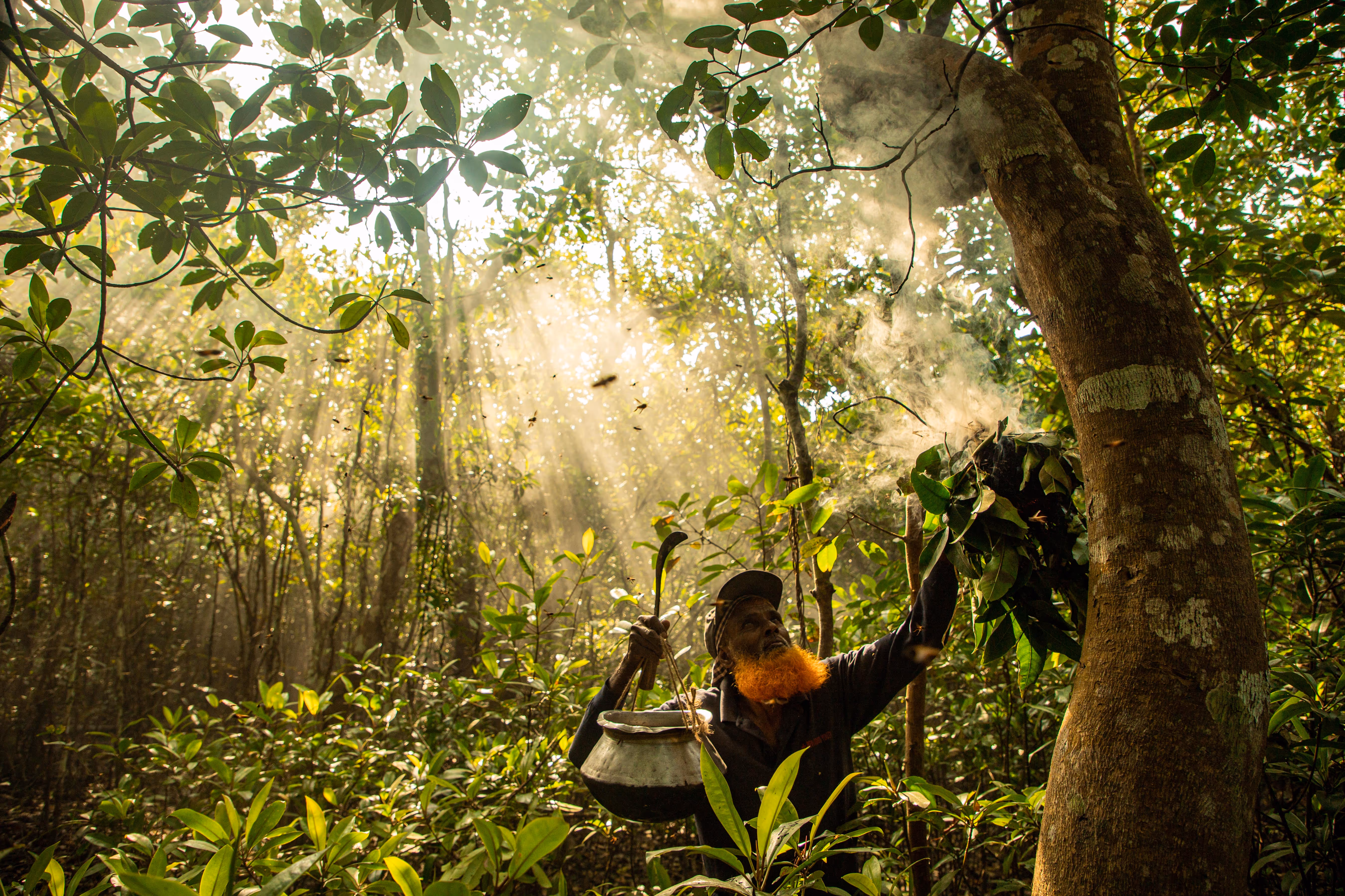 ‘A Brave Livelihood’ shows a precious moment a wild honey gatherer subdues giant honeybees by smoke, deep in the mangrove forest. 
