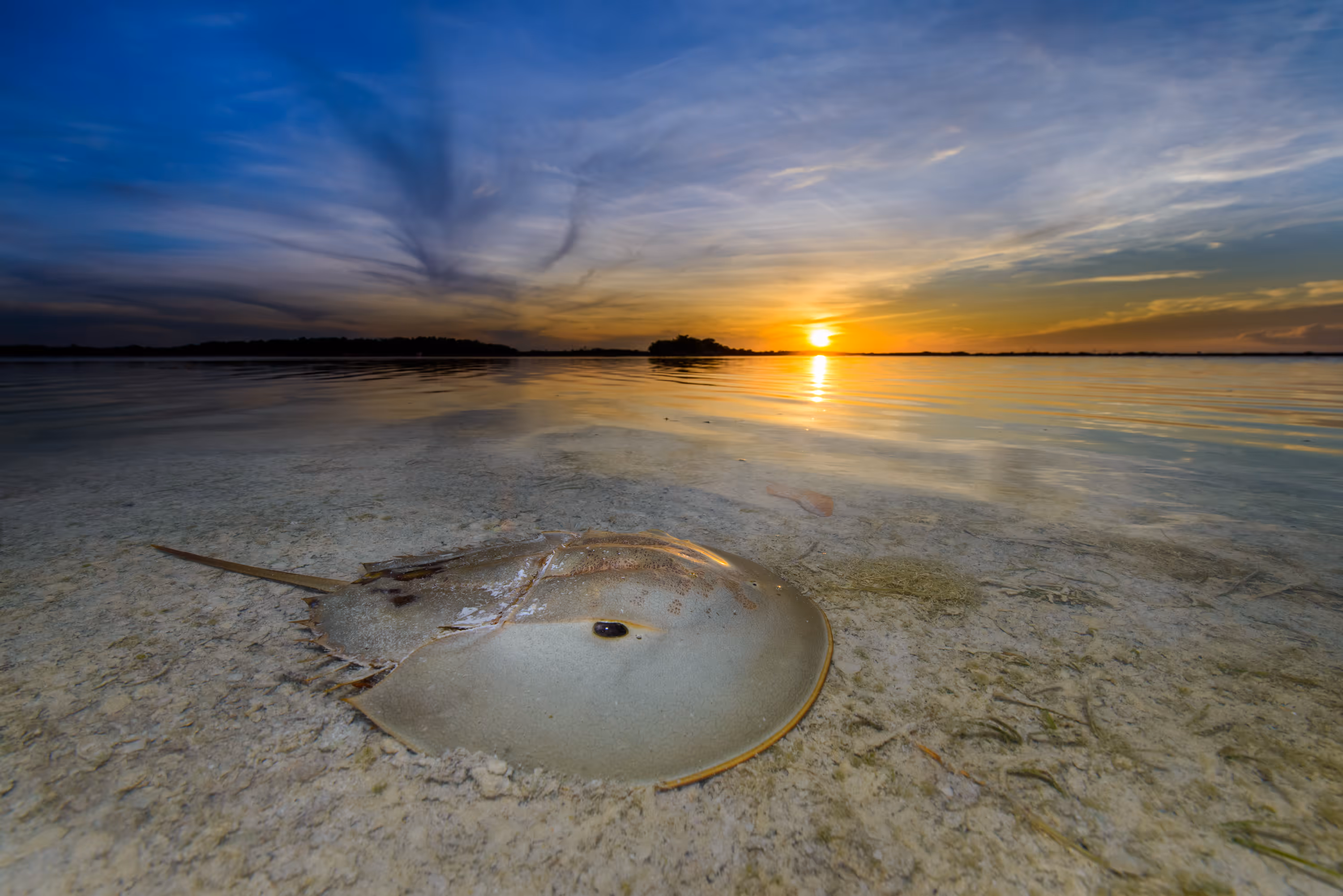 Concrete Jungle - Srikanth Mannepuri, India