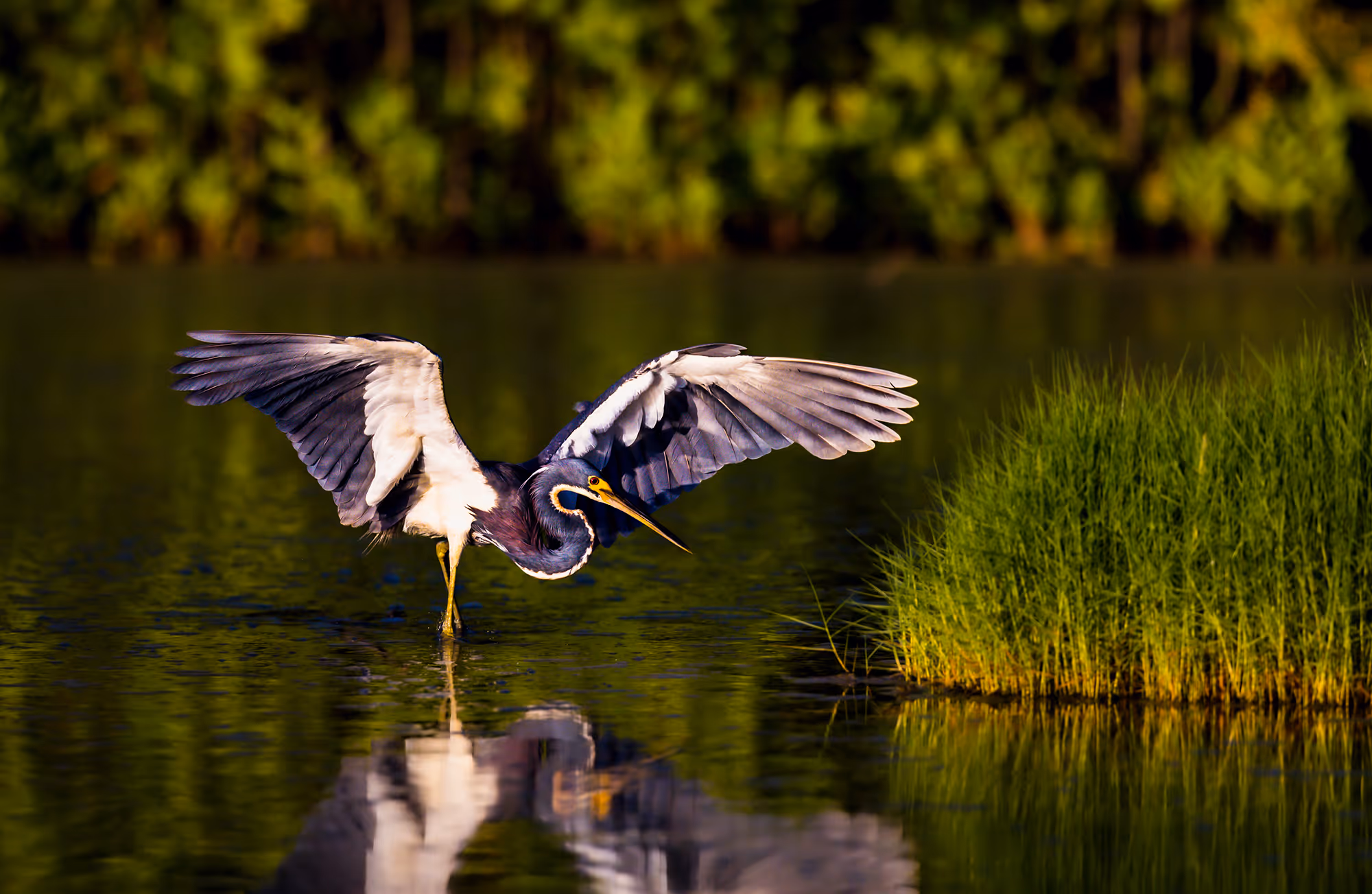 Illegal Shrimp Farm - Scott M Salt, Sri Lanka