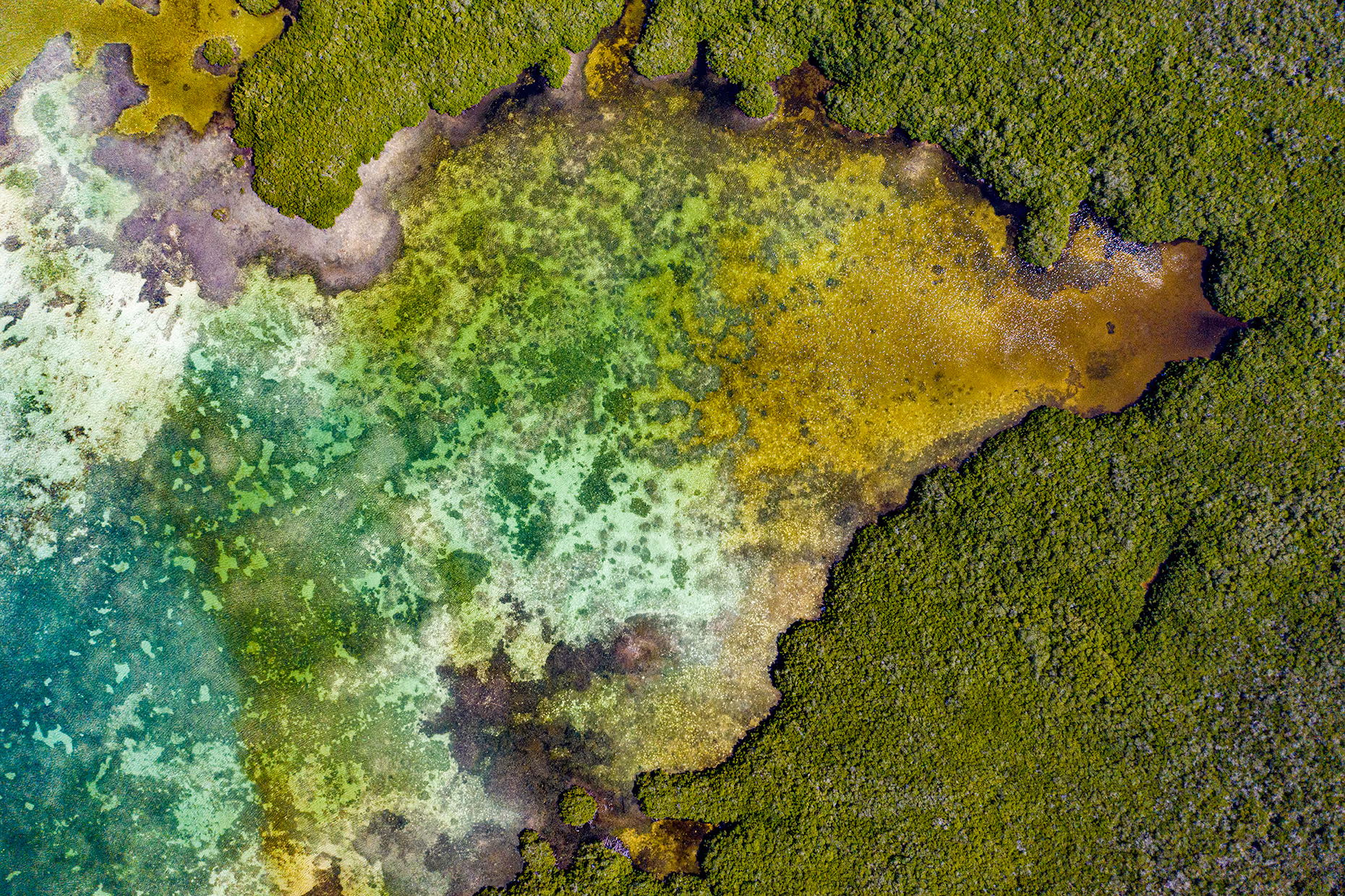 Broken Mangrove – Dhany Darmansyah Saragih, Indonesia