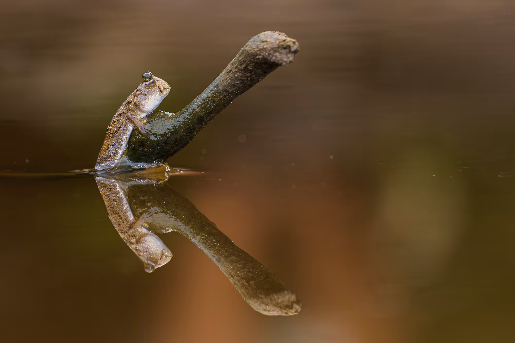 Concrete Jungle - Srikanth Mannepuri, India