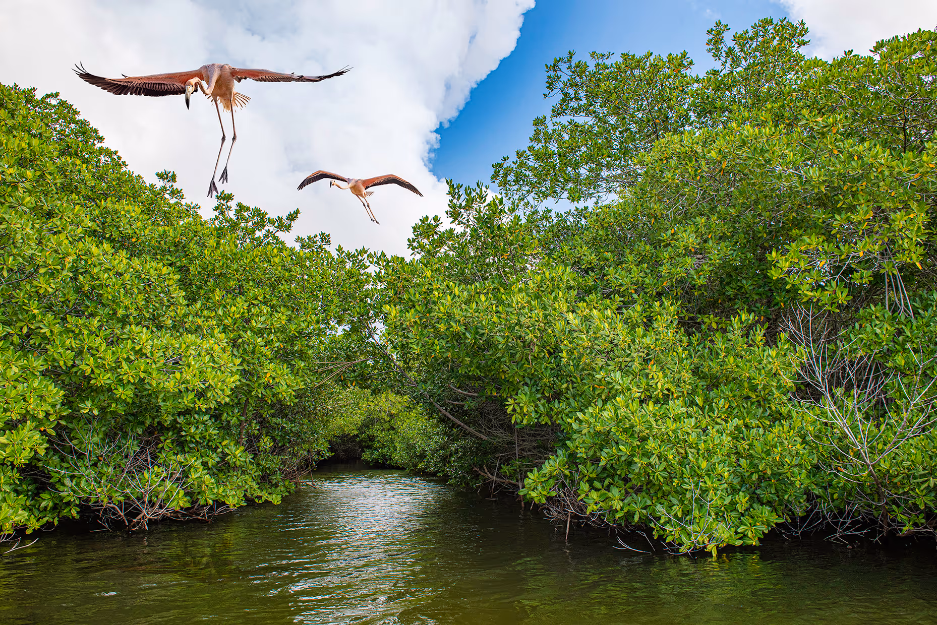 Illegal Shrimp Farm - Scott M Salt, Sri Lanka
