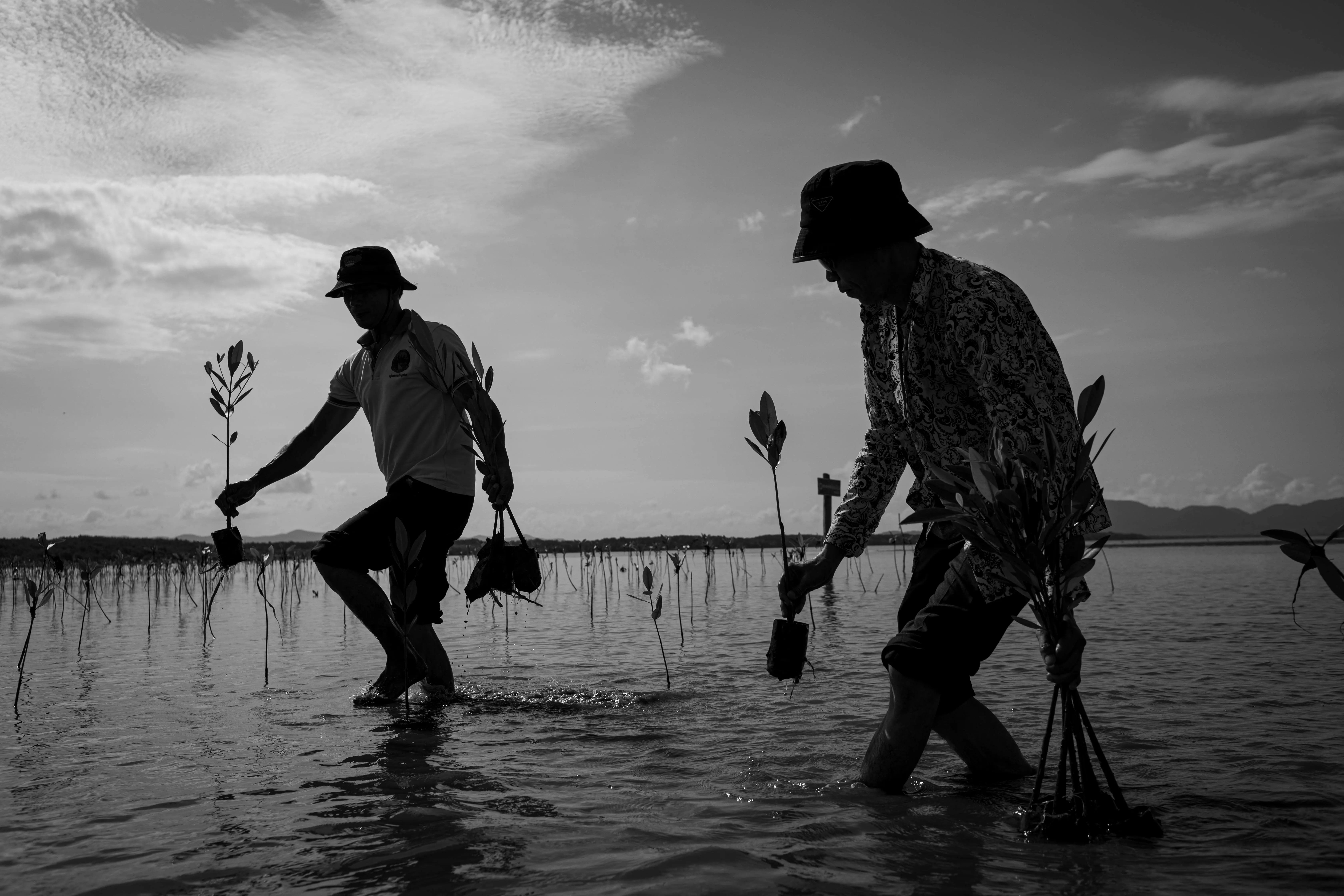 The Last Mangrove - Highly Commended - Roun Ry, Cambodia