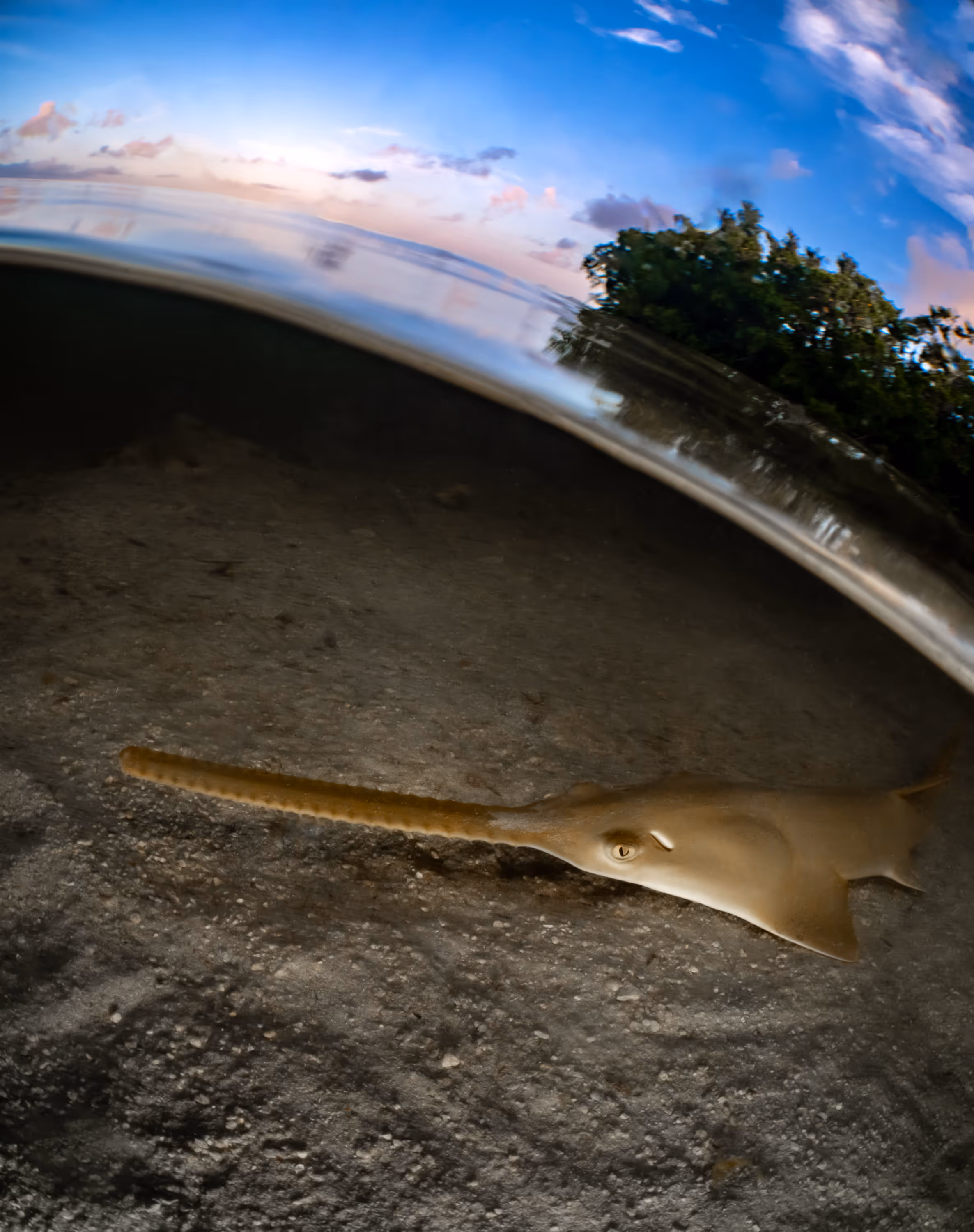 Sawfish Sunrise - Highly Commended - Grace Pempek, USA