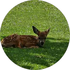 A deer laying down in a field of grass.